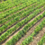 Weinberg · grünen · Bereich · gerade · Frühling - stock foto © vapi