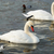 White swans. stock photo © vapi