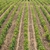 Weinberg · grünen · Bereich · gerade · Frühling - stock foto © vapi