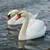 White swans. stock photo © vapi