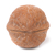 Walnut closeup stock photo © vapi