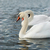 White swans. stock photo © vapi