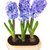 青 · 花 · 緑の葉 · 植木鉢 · 孤立した · 白 - ストックフォト © vapi