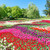 Field of tulips in the park stock photo © vapi