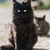 gruppo · gatti · seduta · guardando · fotocamera · nero - foto d'archivio © vapi