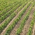 Weinberg · grünen · Bereich · gerade · Frühling - stock foto © vapi