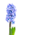 青 · 3 ·  · 花 · 緑の葉 · 孤立した · 白 - ストックフォト © vapi