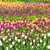 Field of tulips stock photo © vapi