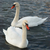 White swans. stock photo © vapi