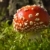 Toadstool in the birch forest (Amanita muscaria) stock photo © visdia