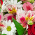 Flower composition stock photo © vtorous