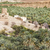 noroi · imagine · palmele · ruine · Oman · cer - imagine de stoc © w20er