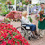 女子 · 輪椅 · 購買 · 植物 · 花園 · 中心 - 商業照片 © wavebreak_media