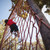 băiat · alpinism · net · cursa · cu · obstacole · tabără · cer - imagine de stoc © wavebreak_media