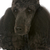 standard poodle portrait stock photo © willeecole