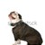 boldog · kutya · bulldog · visel · felfelé · néz · fehér - stock fotó © willeecole