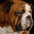 red brindle english bulldog with sad looking expression on black background stock photo © willeecole