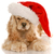 american cocker spaniel laying down wearing santa hat with reflection on white background stock photo © willeecole