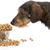 狗 · 微型 · 臘腸 · 常設 · 碗 - 商業照片 © willeecole