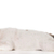stanco · cucciolo · english · bulldog - foto d'archivio © willeecole