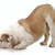 kutya · angol · bulldog · fej · lefelé · koldus - stock fotó © willeecole