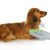 dachshund  stock photo © willeecole