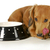 cão · miniatura · bassê · lábios · alimentação - foto stock © willeecole