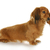miniature dachshund stock photo © willeecole