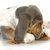 sonolento · cão · cão · de · caça · enrolado · bonitinho · adormecido - foto stock © willeecole