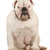 english · bulldog · indossare · grasso · bianco - foto d'archivio © willeecole
