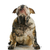 murdar · câine · engleză · buldog · şedinţei - imagine de stoc © willeecole