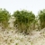 Fresh alfalfa sprouts and cress on white background stock photo © wjarek
