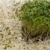 Fresh alfalfa sprouts and cress on white background stock photo © wjarek