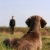 perro · hierba · atención · hombre · atrás - foto stock © Ximinez