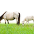 ló · kanca · csikó · fű · fehér · ló · mező - stock fotó © Yongkiet