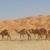 空っぽ · 四半期 · ラクダ · オマーン · サウジアラビア · イエメン - ストックフォト © zambezi