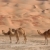 空っぽ · 四半期 · ラクダ · オマーン · サウジアラビア · イエメン - ストックフォト © zambezi